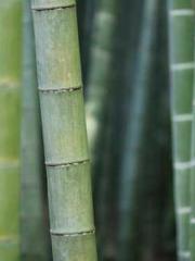 Rong Zhao, male, Nin