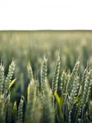 Becoming a solitary 